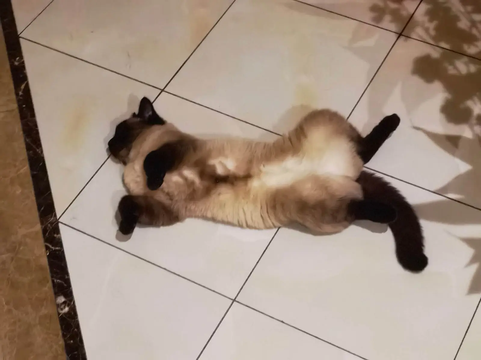 两只臭猫